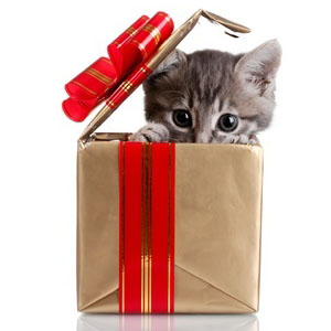 プレゼントボックスから顔を出す子猫
